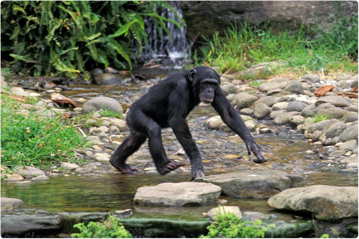 Study: SARS-CoV-2 and wastewater: What does it mean for non-human primates?. Image Credit: slowmotiongli/ Shutterstock