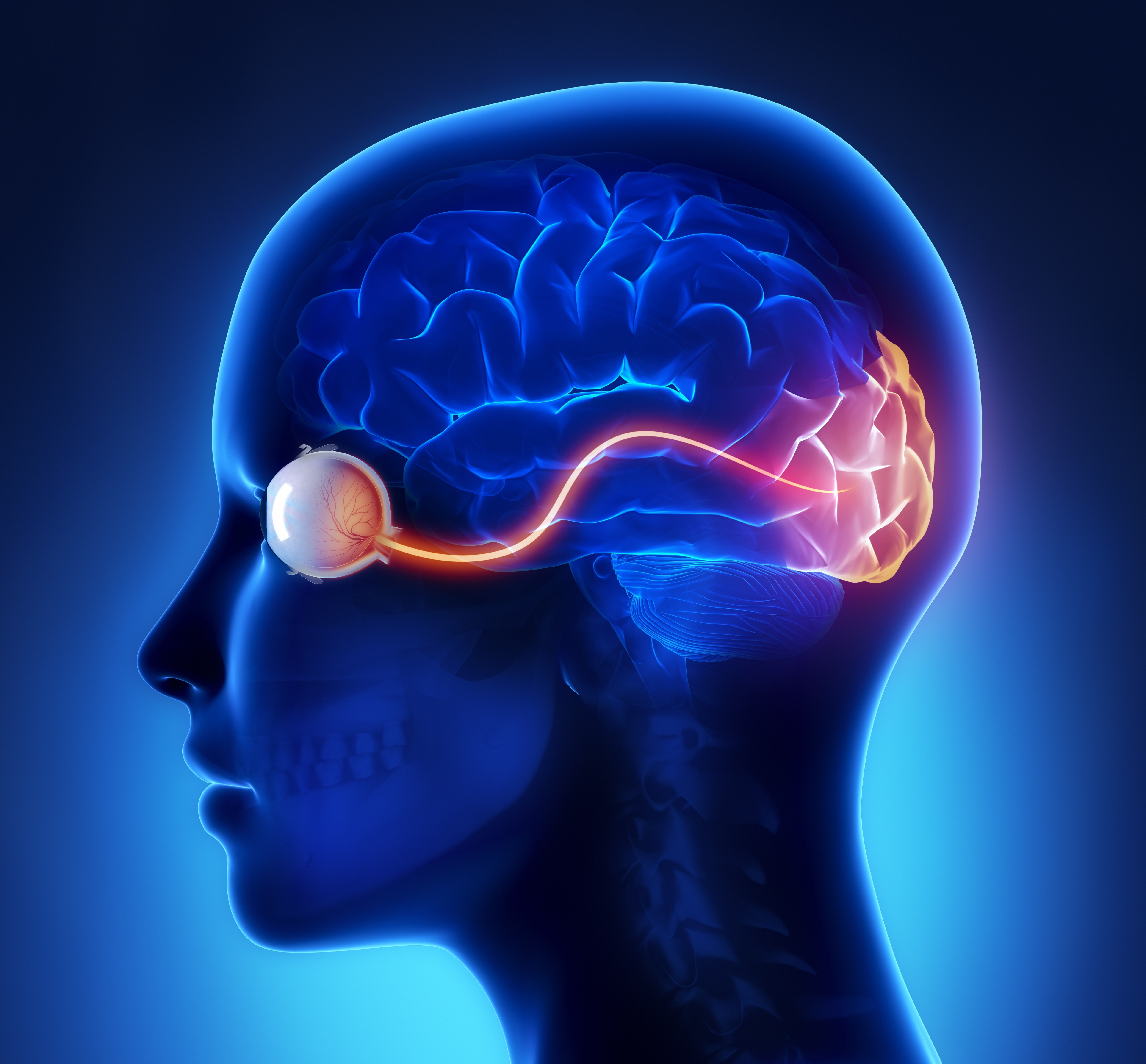 Мозг принимает сигналы. Зрение и мозг. Импульсы головного мозга. Сигналы мозга.