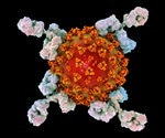 Two-mAb cocktail prevents SARS-CoV-2 infection, study suggests