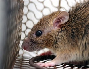 Study reveals the zoonotic potential of the rat Sialodacryoadenitis virus