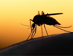 New artemisinin-resistant malaria parasite detected in Eritrea