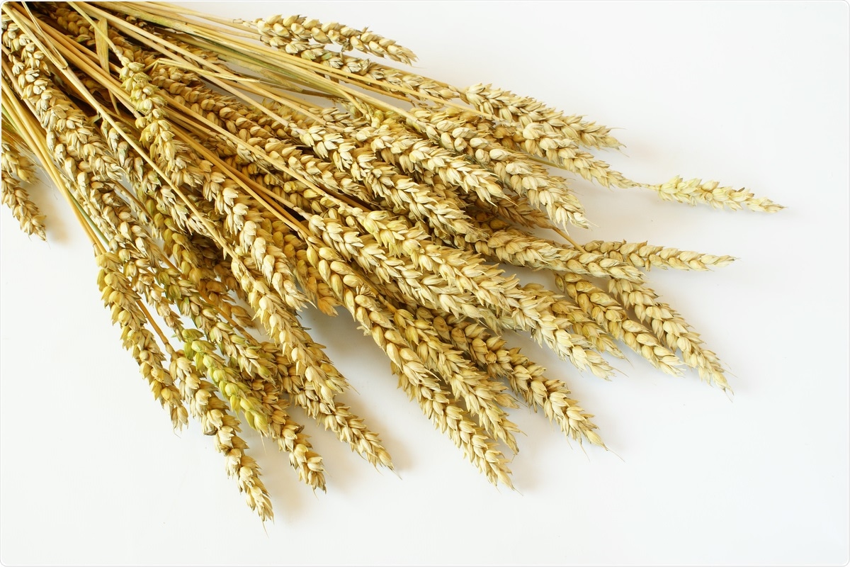 Study: Lectin from Triticum vulgaris (WGA) Inhibits Infection with SARS-CoV-2 and Its Variants of Concern Alpha and Beta. Image Credit: Elzbieta Sekowska/ Shutterstock