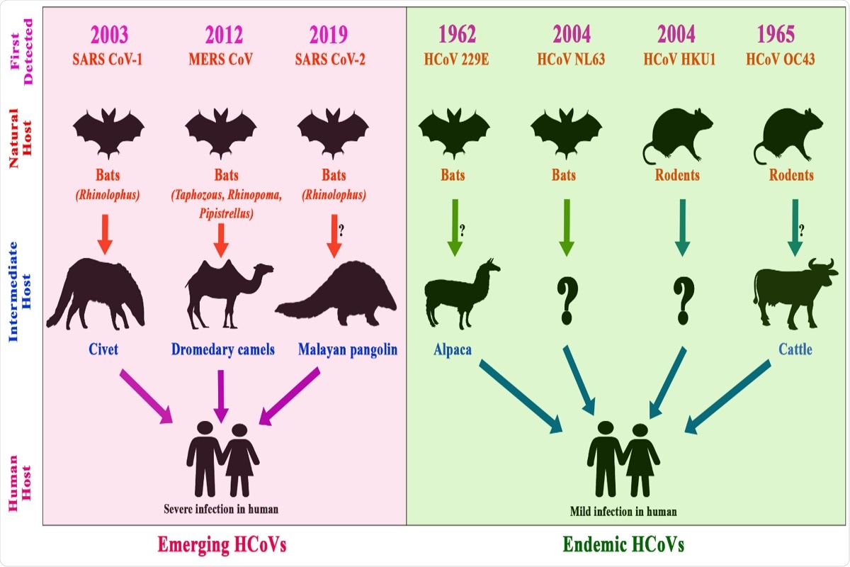 Figure 5. Timeline of the emergence of human CoVs, their reservoirs, and intermediate hosts; the pink shaded area depicts emerging coronaviruses, whereas the green shaded area depicts the endemic coronaviruses. The arrows show the transmission route of the viruses from animal to human through intermediate hosts.