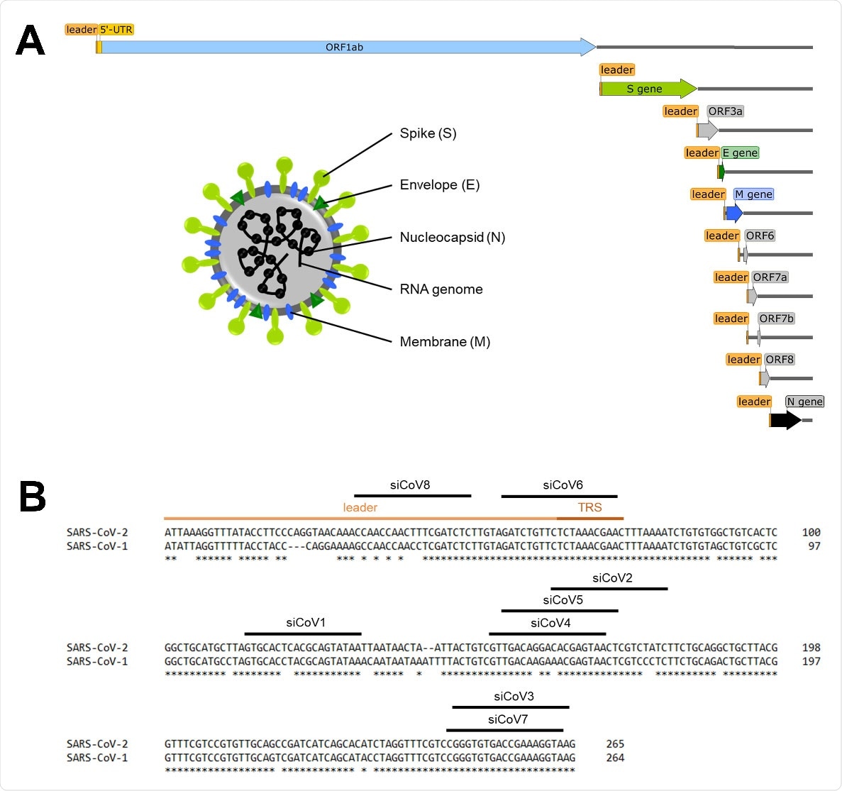 Schematic overview of the SARS‐CoV‐2 genome and target sequences of the siRNAs in the 5’‐UTR. (A) Schematic overview of the SARS‐CoV‐2 genome, the subgenomic RNAs and the virion structure. The coronavirus virion consists of the structural spike protein (S), envelope protein (E), membrane protein (M) and nucleoprotein (N). The single‐stranded RNA genome with positive polarity is encapsulated by N, while S‐trimers protrude from the host‐derived virus envelope and enable binding to new host cells. In addition to the genomic RNA, nine subgenomic RNAs are synthesized during replication, all of which share the same 5’‐ and 3’‐ends. The orange box represents the mutual 5’‐end, the leader sequence. (B) Target sequences of the siRNAs in the 5’‐UTR of SARS‐CoV‐2. The leader sequence (light orange) and the transcription regulatory sequence (TRS, dark orange) can be found at the 5’‐end of the genomic and subgenomic RNAs. Nucleotides without an asterisk differ from the SARS‐CoV‐1 5’‐UTR sequence.