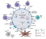 Antibody drug development: Targeting CD20 and CD3