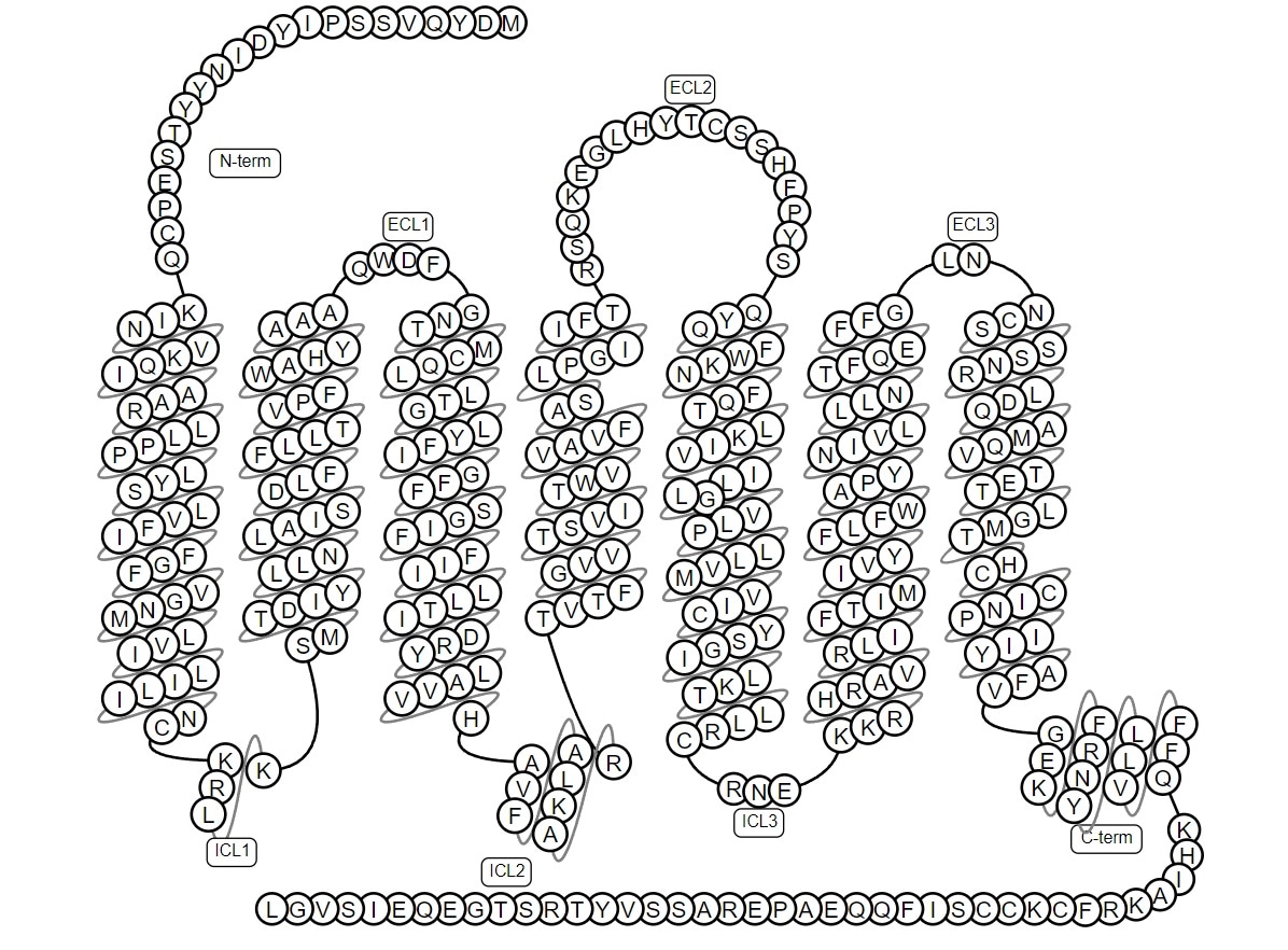 Schematic diagram of the classic GPCRs.