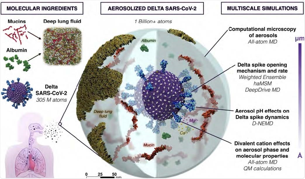 Overall schematic depicting the construction and multiscale simulations of Delta SARS-CoV-2 in a respiratory aerosol. (N.B.: The size of divalent cations has been increased for visibility.)