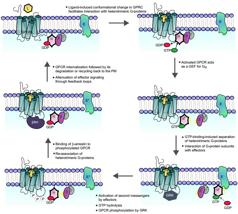 GPCRs signal pathway.