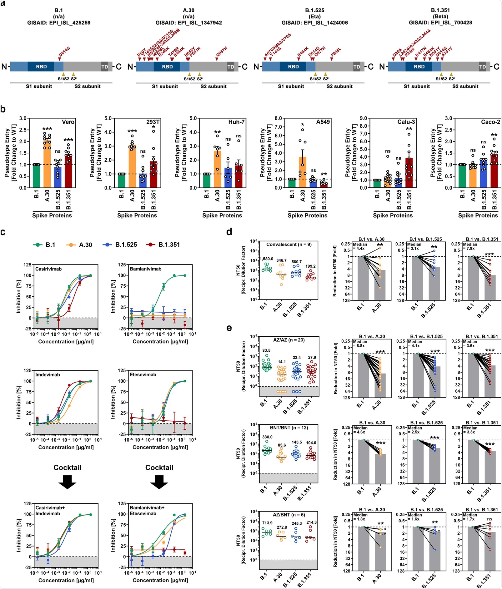 SARS-CoV-2 A.30 enters certain cell lines with increased efficiency and evades antibody-mediated neutralization