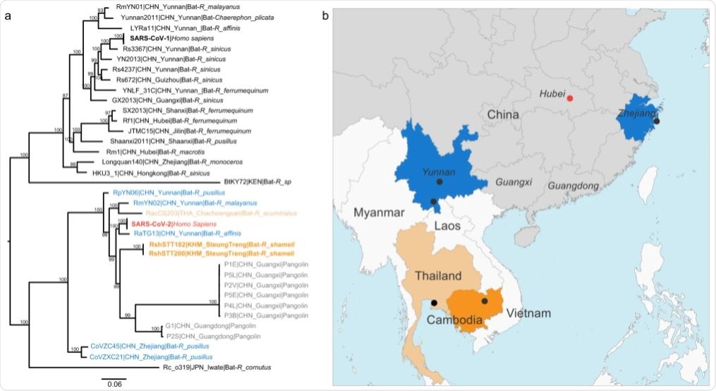a Maximum likelihood phylogeny of the subgenus Sarbecovirus (genus Betacoronavirus; n = 39) estimated from complete genome sequences using IQ-TREE and 1000 replicates. The coronaviruses of the SARS-CoV-2 lineage are color coded by country of sampling as on the map. In orange, Cambodia, light orange, Thailand and blue, China. Taxa names include the isolate name, country and province of sampling, and host. The scientific names of the hosts are abbreviated as follows: Bats: R. affinis, Rhinolophus affinis; R. sinicus, Rhinolophus sinicus; R. ferrumequinum, Rhinolophus ferrumequinum; R. malayanus, Rhinolophus malayanus; R. acuminatus, Rhinolophus acuminatus; C. plicata, Chaerephon plicata; R. pusillus, Rhinolophus pusillus; R. macrotis, Rhinolophus macrotis; R. monoceros, Rhinolophus monoceros; R. cornutus, Rhinolophus cornutus; Pangolin: M_javanica, Manis javanica and human: H. sapiens, Homo sapiens. A maximum clade credibility tree is available in Supplementary Fig. 3. b map of parts of China and Southeast Asia. Regions where viruses of the SARS-CoV-2 lineage were sampled are colored as in the tree. A black dot indicates a sampling site when known, and the red dot shows the location of Wuhan, where the first cases of SARS-CoV-2 infection were reported.
