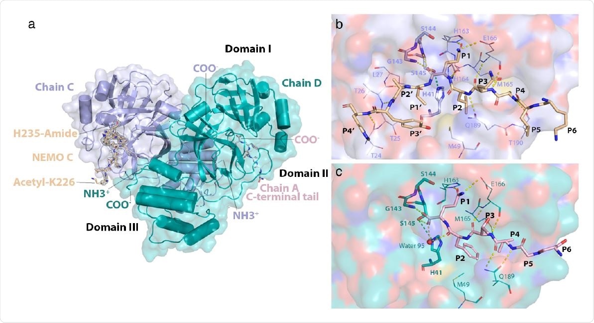 Structure of the NEMO-bound 3CLpro C145S homodimer. a) Global view of NEMObound 3CLpro dimer. Chains C and D have their N- (NH3+) and C-termini (COO-) labeled. NEMO bound into chain C (NEMO C) is displayed as sticks and colored wheat. A mesh of electron density is displayed around NEMO C in light grey. Acetylated Lys226 and amidated His235 at the N- and C-terminus of the NEMO peptide, respectively, are labeled. The C-terminal tail of chain A is colored in light pink, displayed as sticks and is observed to bind into the substrate-binding site of chain D. Domains I (aa. 8-101), II (aa. 102-184) and III (aa. 201-303) are labeled in black. b) Interactions of NEMO with the substrate-binding groove of 3CLpro C145S. NEMO is depicted in wheat. Residues Lys226 to His235 of NEMO are labeled P6 to P4’, respectively. The surface of chain C is shown in light blue and colored by atom type, where oxygens are red, nitrogens are dark blue, carbons are light blue, and sulfurs are yellow. Residues in the substrate-binding site of chain C are portrayed as lines and labeled. Catalytically relevant residues22 in chain C are portrayed as sticks and also labeled in bold. Hydrogen bonds are depicted as dashed yellow lines. The hydrogen bond that would form between Cys145 (in WT) or Ser145 (in C145S) and His41 is depicted as a dashed green line. c) Interactions of the C-terminal tail of chain A with the substrate-binding groove of 3CLpro C145S. The C-terminal tail of chain A is depicted as sticks in light pink. Residues Ser301 to Gln306 are labeled P6 to P1 respectively. The surface of chain D is shown in teal and colored by atom type. Residues in the substrate-binding groove of chain D that interact with the C-terminal tail of chain A are portrayed as lines and labeled. Catalytically relevant residues and hydrogen bonds are portrayed as in (b). The oxygen atom of water 95 is depicted as a red sphere.