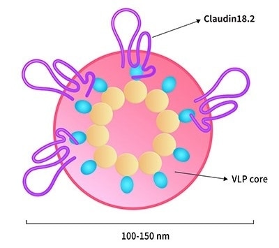 Full-length Claudin18.2-VLP (CL2-H5547)