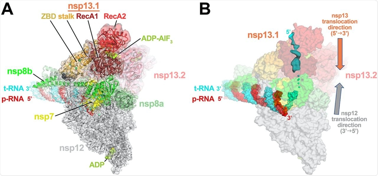 Consensus cryo-EM structure of an nsp132-RTC. A. Overall architecture of the consensus nsp132-RTC. Shown is the transparent cryo-EM density (map3, local-resolution filtered) with the nsp132-RTC model superimposed.  B. The consensus nsp132-RTC structure is shown; RNA is shown as atomic spheres, proteins are shown as transparent molecular surfaces. A low-pass filtered (6 Å) cryo-EM difference density reveals the path of the downstream t-RNA 5′-segment through the RNA binding groove of nsp13.1 (cyan surface).