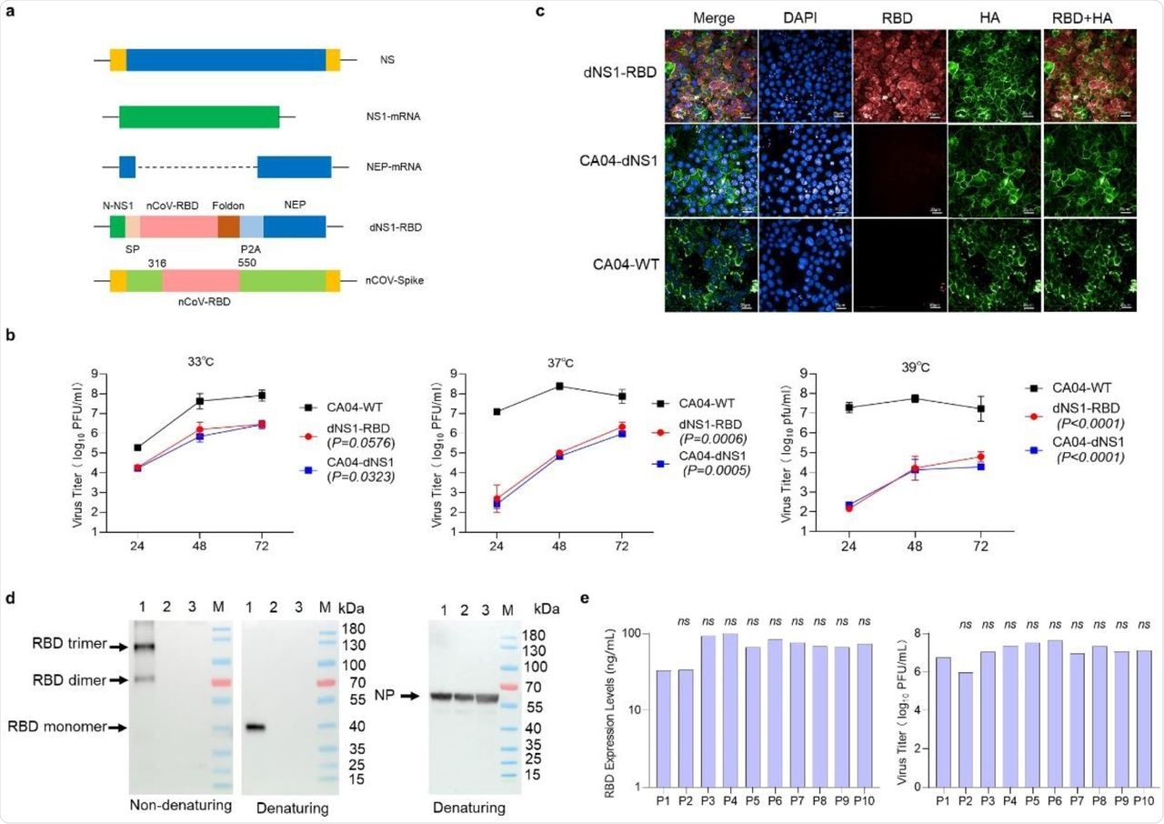 Construction and characterization of a recombinant live attenuated influenza virus-based SARS-CoV-2 vaccine. a Construction of an mRNA-encoding plasmid that transcribes DelNS1 with RBD-inserted mRNA. RBD, receptor-binding domain. b Replication efficiency of the dNS1-RBD, CA04-dNS1 and CA04-WT viruses varied with 33°C , 37°C and 39°C conditions in MDCK cells. Data represent the mean values ± SDs of results from three independent experiments. Analysis was performed by two-way repeated-measures analysis of variance (ANOVA). Significance was set at p <0.05. c Confocal analysis of the RBD and HA protein expressed by the influenza vector in MDCK cells. The coexpression of RBD and HA could be detected only for dNS1-RBD. MDCK cells were fixed 72 h after infection. Red fluorescence indicates the RBD; green fluorescence indicates HA. d Immunoblot analysis of RBD and NP expression in denatured and nondenatured cell lysate samples 36 h after infection by dNS1-RBD (1), CA04-dNS1 (2) and CA04-WT (3). Most of the secreted RBD protein for dNS1-RBD formed an RBD trimer, with RBD rarely existing in the dimer form. e Plaque assay and sandwich ELISA analysis of RBD expression was performed on the virus supernatant harvested from serial passages 1 to 10 of dNS1-RBD. ns, not significant (P > 0.05). Significance was determined by one-way ANOVA with the Kruskal-Wallis test.