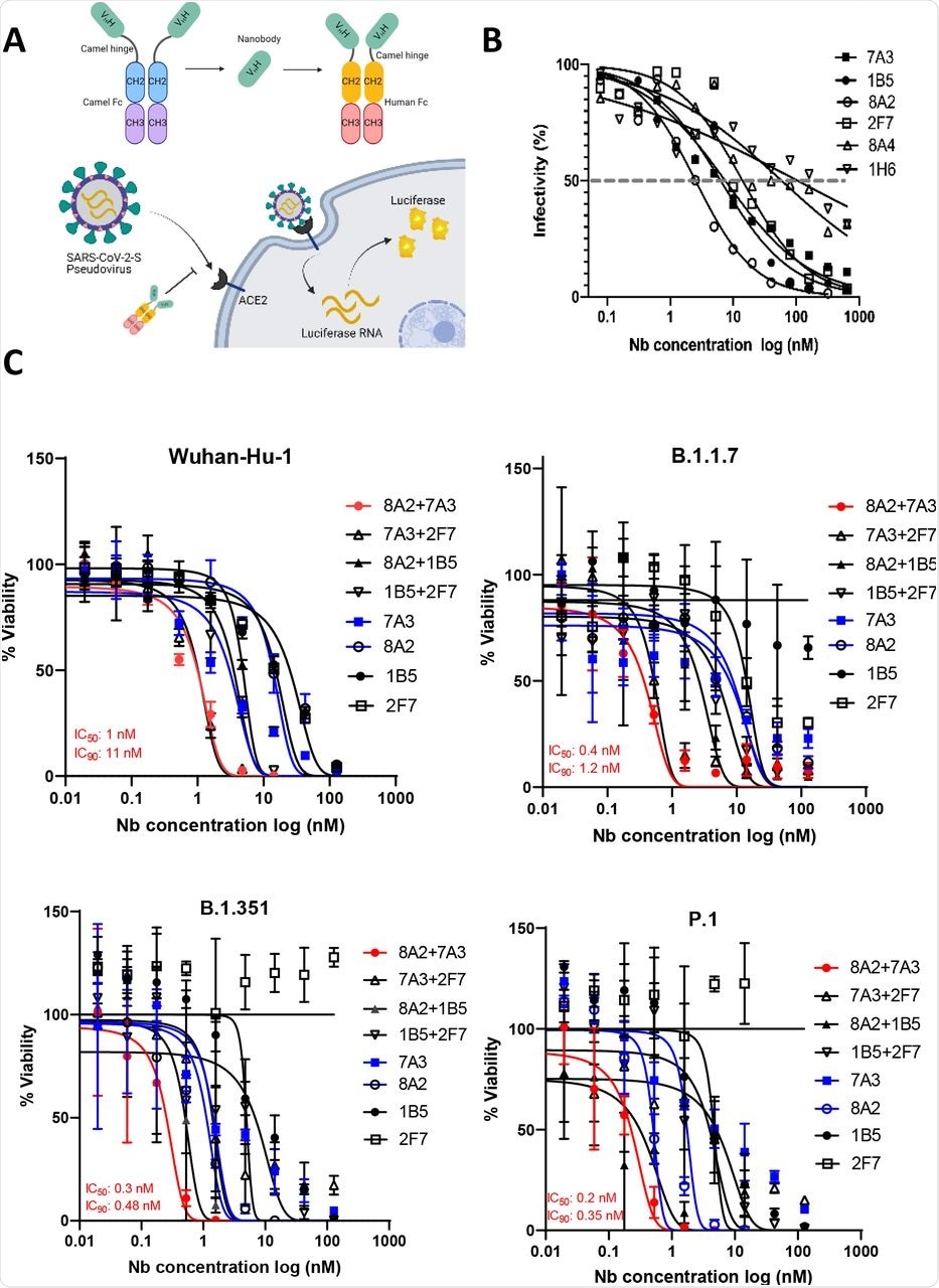 नैनोबॉडी SARS-CoV-2 और स्यूडोवायरस परख (A) डायग्राम में स्यूडोवायरस परख और VHH-hFc को दर्शाने वाले वेरिएंट को बेअसर करते हैं।  (बी) ऊंट VHH-hFc प्रोटीन, लूसिफ़ेरेज़ अभिव्यक्ति को मापकर मानव कोशिकाओं को व्यक्त करने वाले ACE2 को SARS-CoV-2 स्यूडोवायरस संक्रामकता को रोकता है।  (सी) स्यूडोवायरस पार्टिकल न्यूट्रलाइजेशन परख परीक्षण 2-इन-1 संयोजन और एकल नैनोबॉडी दिखा रहा है कि 7A3 + 8A2 संयोजन में सबसे अच्छा न्यूट्रलाइजेशन गतिविधि है।