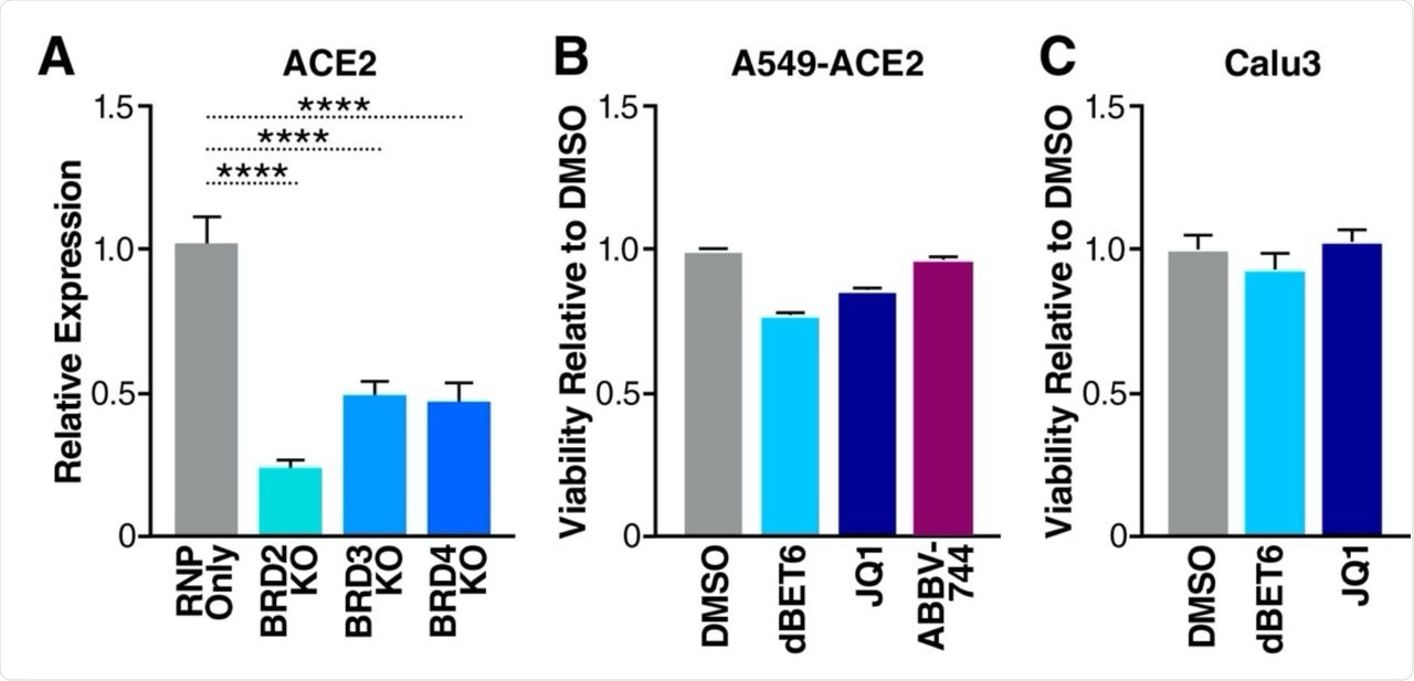 BET protein is a positive regulator of ACE2 expression A. RT-qPCR of ACE2 RNA isolated from Calu3 cells with BETKO shown. The data is represented in relation to RNP-only cells. The average of three independent experiments analyzed by triple ± SEM is shown and compared with the RNP-only sample by ANOVA: **** p <0.0001.  B. Survival of A549-ACE2 cells treated with DMSO (vehicle), JQ1 (500nM), dBET6 (500nM), and ABBV-744 (500nM) for 48 hours compared to DMSO.  C. Survival rate compared to DMSO of Calu3 cells treated with DMSO (vehicle), JQ1 (500nM), and dBET6 (500nM) for 48 hours. 