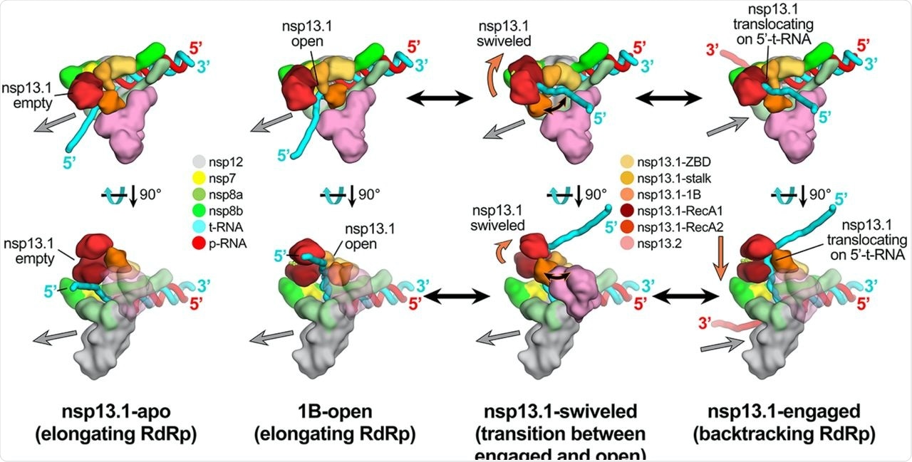Schematic model for RTC elongation (1B-open) vs. backtracking (nsp13.1-engaged) states. Top views (top row) and side views (bottom row) of each structural class.  Nsp13.1-apo (17%): The nsp13.1 RecA domains are open, consistent with the absence of nucleotide. The nsp13.1 is therefore not engaged with the downstream 5′-t-RNA and the RdRp can freely translocate on the t-RNA with concurrent elongation of the p-RNA (gray arrow pointing downstream).  1B-open (33%): The nsp13.1 1B domain is rotated open and sterically trapped by the presence of nsp13.2. The nsp13.1 is therefore unable to engage with the downstream 5′-t-RNA and is inactive. The RdRp is able to elongate freely in the downstream direction.  Nsp13.1-swiveled (17%): The rotation of the nsp13.1 protomer away from nsp13.2 provides space for the nsp13.1 1B domain to open and/or close. We therefore propose that nsp13.1-swiveled represents a transition state between the 1B-open (elongating) and nsp13.1-engaged (backtracking) states.  Nsp13.1-engaged (33%): The nsp13.1 1B and RecA domains are clamped onto the downstream 5′-t-RNA. In this state, nsp13.1 can translocate on the t-RNA in the 5′-3′ direction (shown by the orange arrow). This counteracts RdRp elongation and causes backtracking (backward motion of the RdRp on the RNA, shown by the gray arrow pointing upstream).