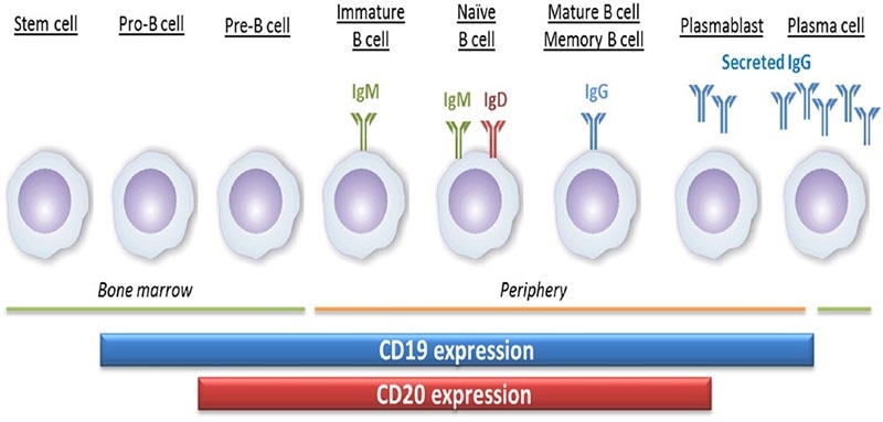 The expression of CD20 and CD19 during the development of B cells.