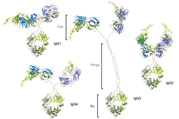 Four subtypes of IgG exist in humans: IgG1, IgG2, IgG3, IgG4. Conserved Asn 297 amino acids in the Fc region with N-glycans attached (shown in yellow), Heavy chains are shown in green, and light chains are shown in blue and purple.