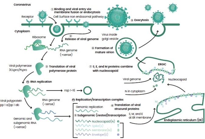 An example of the life cycle of a virus.