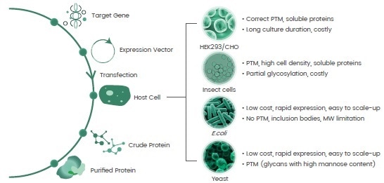 Basics for recombinant protein expression and host systems.