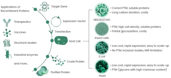 Core concept of recombinant protein expression and common host cells.