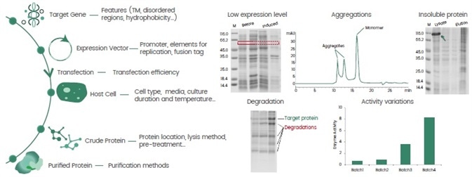 Key factors impacting recombinant protein expression (left) and challenges in obtaining high-quality protein-of-interest (right).