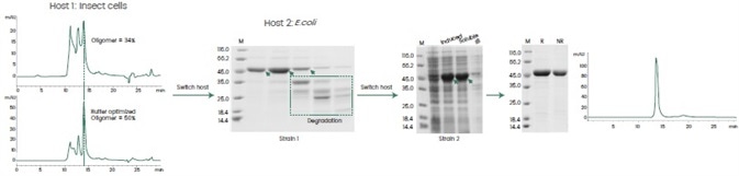 Case study—host optimization for recombinant protein expression.