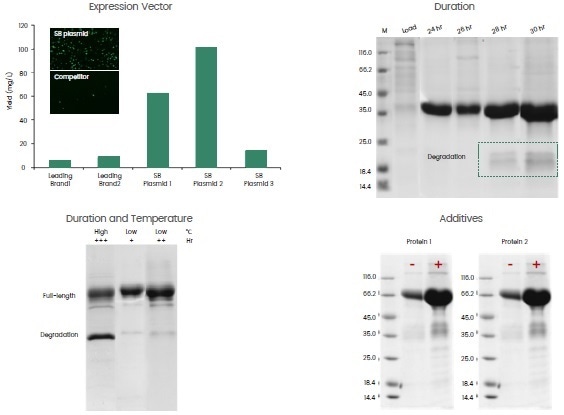 Case study—optimization of vector and culture conditions to enhance protein expression.