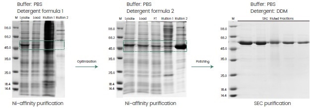 Case study—buffer optimization during protein purification to enhance protein recovery.