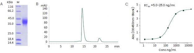 Examples of recombinant checkpoint proteins from Sino Biological (A) The purity of recombinant human CD47 his tag protein (Cat: 12283-H08H) is greater than 95 % as determined by SDS-PAGE. (B) The purity of recombinant human LAG3 tag free protein (Cat: HPLC-16498-HNAH) is greater than 95 % as determined by SEC-HPLC. (C) Bioactivity assay of recombinant human CD47 his tag protein. Immobilized Human SIRP alpha hFc (Cat:11612-H02H1) at 2 μg/ml (100 μl/well) can bind Human CD47 His (Cat:12283-H08H).