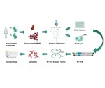 Generating monoclonal antibodies via B cell cloning