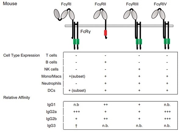 Fc–FcγRs interactions and FcγRs expression across cell subsets in the mouse. For cell-type expression, + indicates constitutive expression, +* indicates inducible expression, and − indicates no expression. For relative affinities, +++ indicates lower than 1 μM, ++ indicates 1–10 μM, + indicates 10–100 μM, +/− indicates higher than 100 μM and n.b. indicates no binding. †Indicates binding observed with no affinity reported.