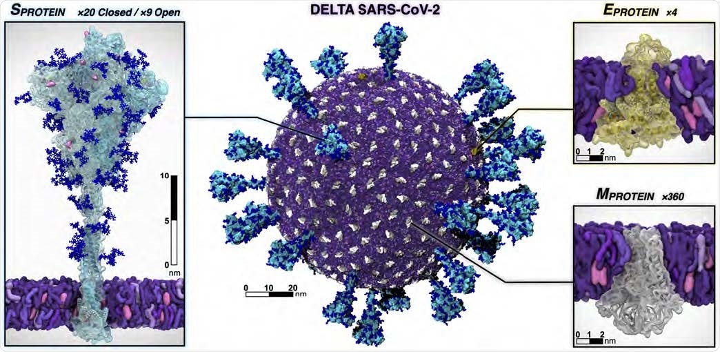 Individual protein components of the SARS-CoV-2 Delta virion. The spike is shown with the surface in cyan and with Delta’s mutated residues and deletion sites highlighted in pink and yellow, respectively. Glycans attached to the spike are shown in blue. The E protein is shown in yellow and the M protein is shown in silver and white. Visualized with VMD.