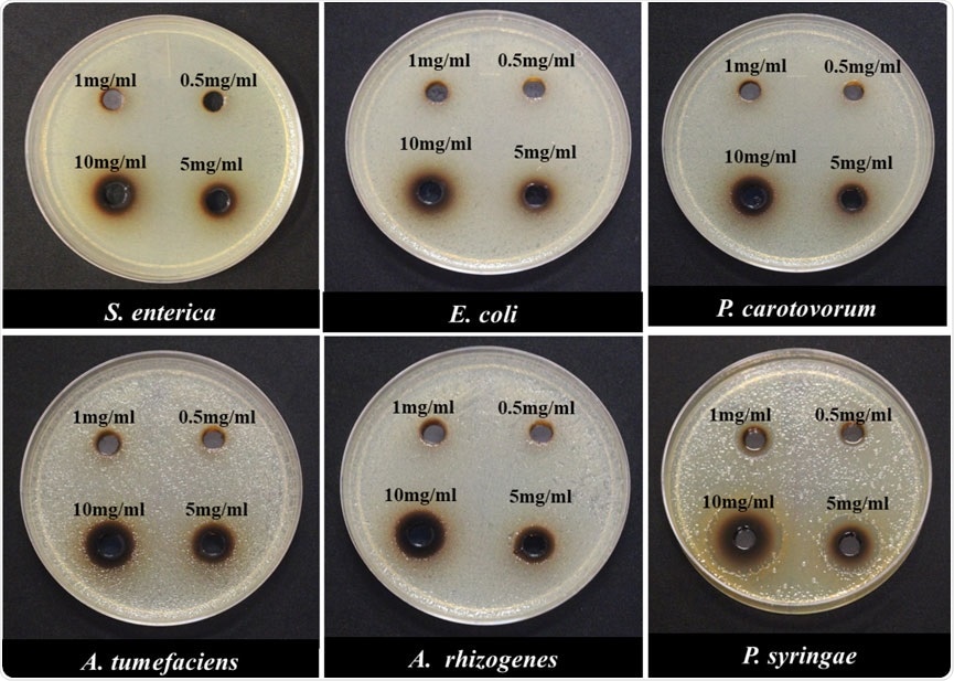 Minimum inhibitory concentration (MIC) of Gram-negative bacterial species in response to different concentrations of NH2-FCDs using the agar-plate well diffusion method.