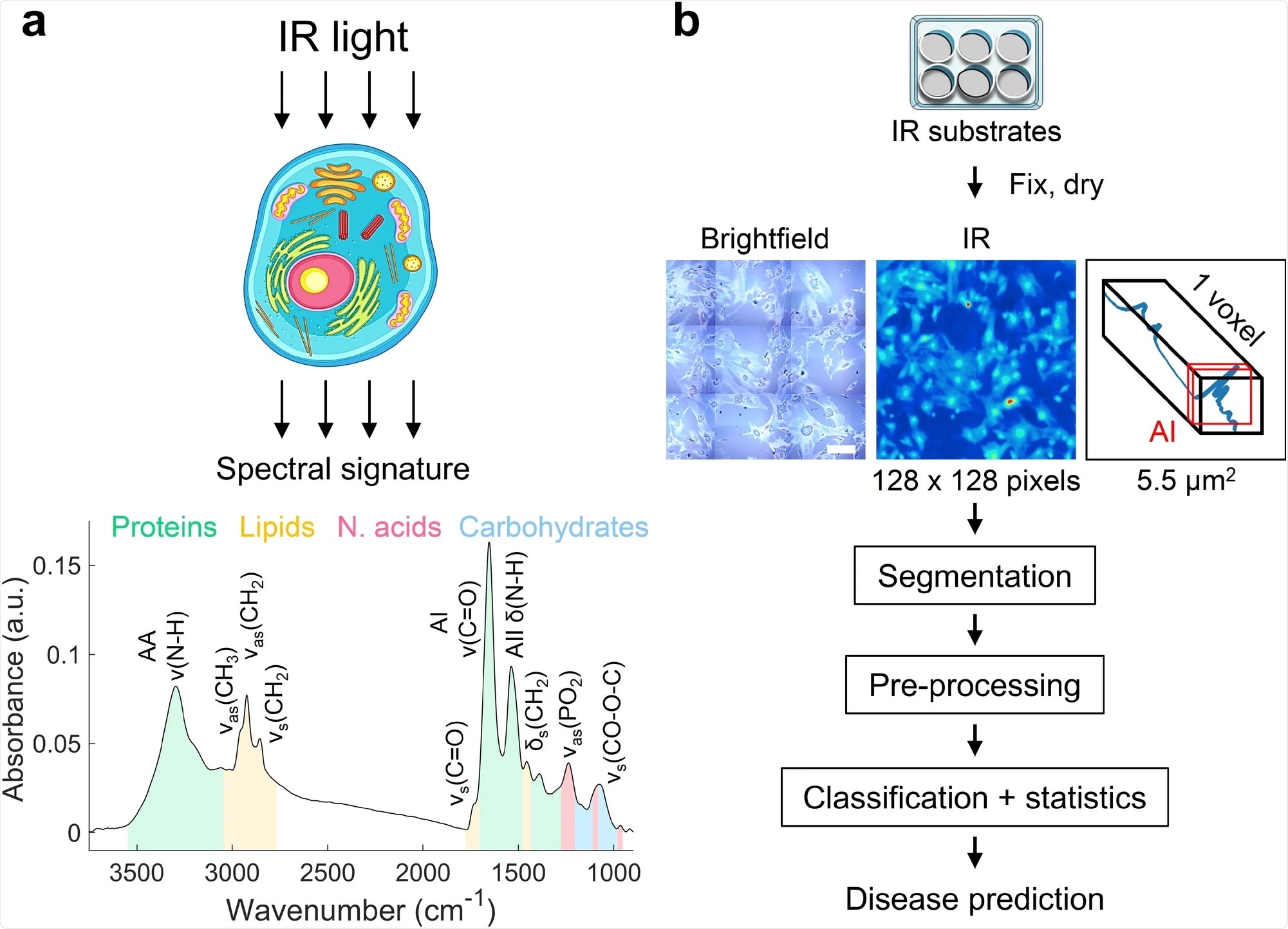 Concept of cell phenotyping by infrared spectroscopy