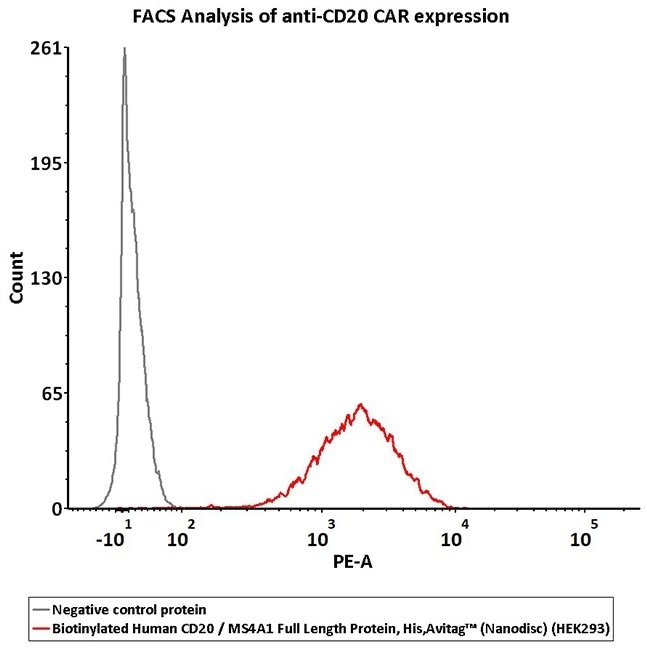 2e5 of CD20-CAR-293 cells transfected with anti-CD20-scFv were stained with 100 μL of 3 μg/mL of Biotinylated Human CD20 Full Length, His, Avitag (Cat. No. CD0-H82E3) and negative control protein respectively, washed and then followed by PE-SA and analyzed with FACS (QC tested).