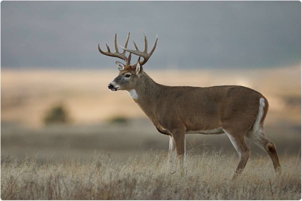 Study: Multiple spillovers and onward transmission of SARS-Cov-2 in free-living and captive White-tailed deer (Odocoileus virginianus). Image Credit: Tom Reichner/ Shutterstock