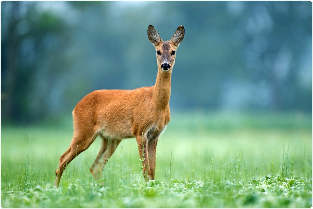 New data points to major SARS-CoV-2 animal reservoir in deer in Iowa