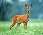 New data points to major SARS-CoV-2 animal reservoir in deer in Iowa