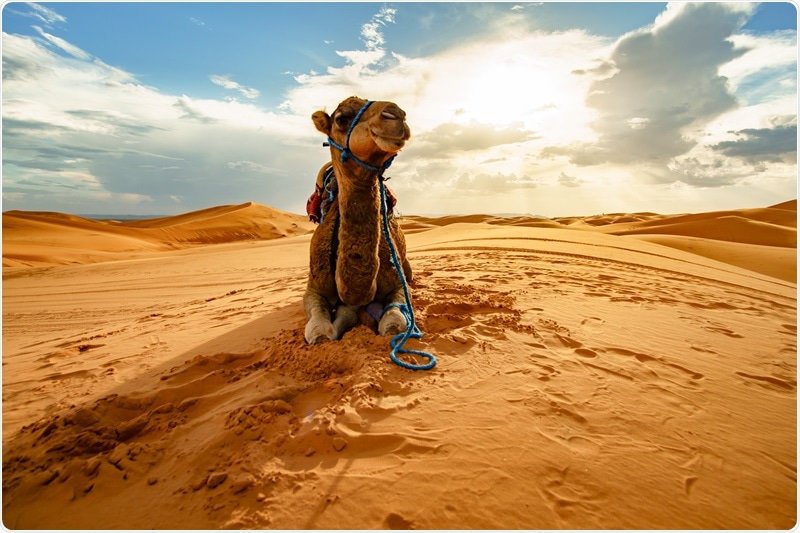 Study: Camel nanobodies broadly neutralize SARS-CoV-2 variants. Image Credit: JulezHohlfeld / Shutterstock