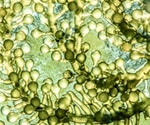 Could drugs derived from microalgae be effective against COVID-19?
