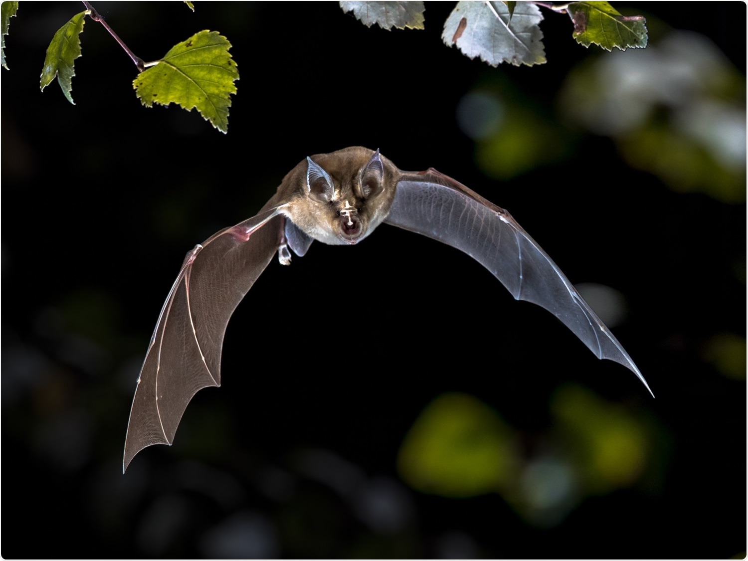 Study: A novel SARS-CoV-2 related coronavirus in bats from Cambodia. Image Credit: Rudmer Zwerver