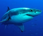 How Could Sharks Lead to New Medical Devices?