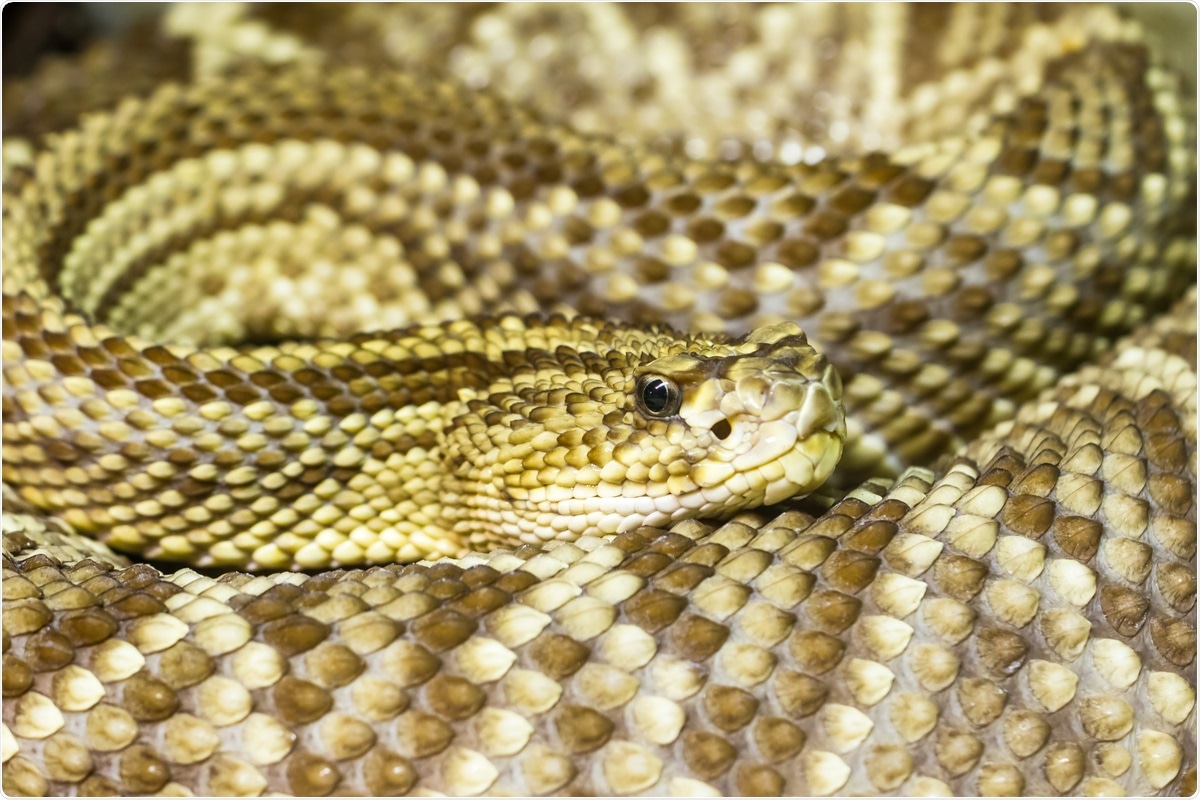 Study: Design of D-amino acids SARS-CoV-2 Main protease inhibitors using the cationic peptide from rattlesnake venom as a scaffold. Image Credit: Dmitri Gomon/ Shutterstock