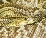 Study suggests rattlesnake venom peptide inhibits SARS-CoV-2 replication and transcription