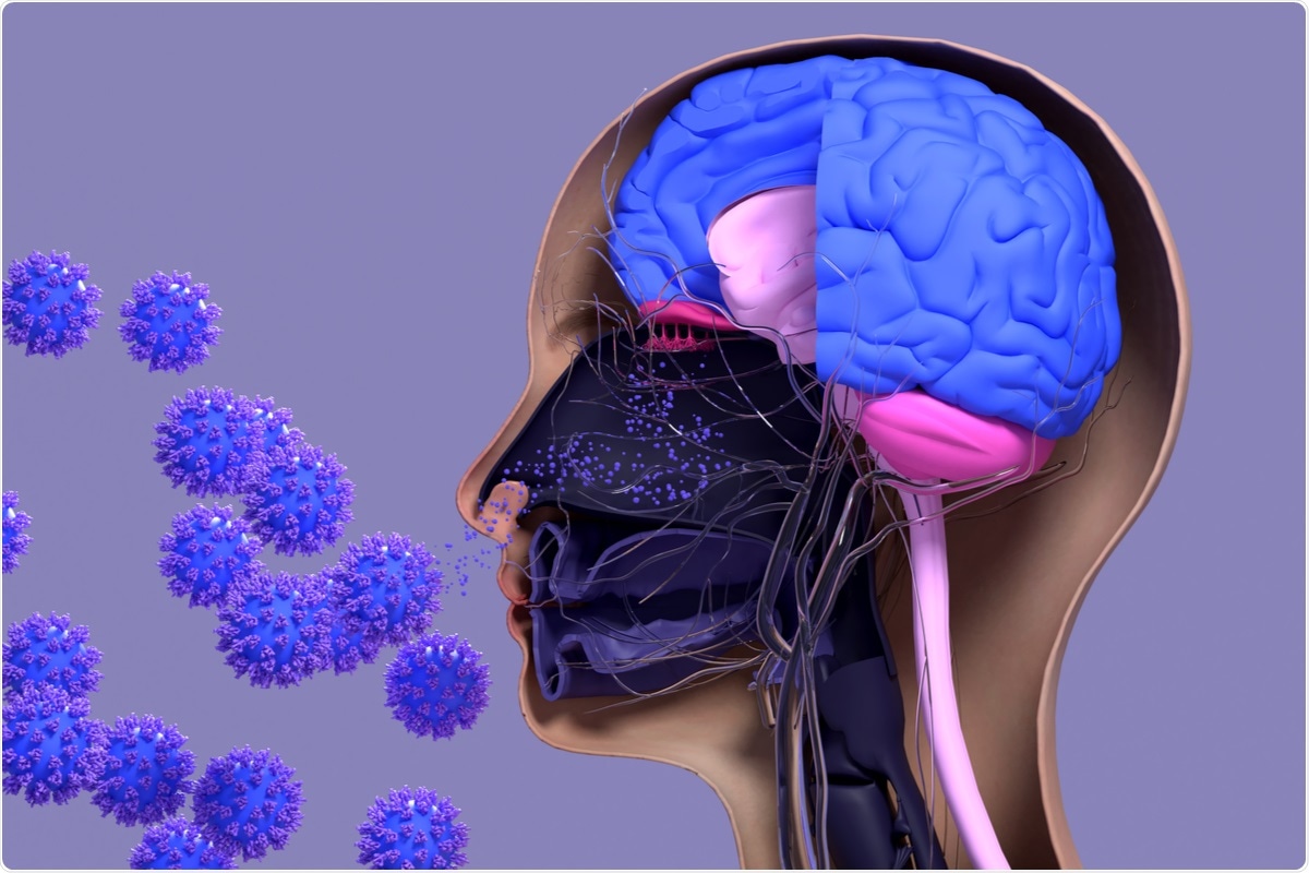 Study: Prolonged and extended impacts of SARS-CoV-2 on the olfactory neurocircuit. Image Credit: Design_Cells/ Shutterstock
