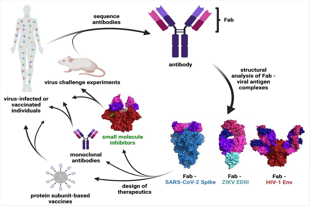 Figure 1: Schematic of Ab characterization and therapeutic development. The binding epitopes of Abs isolated from infected or vaccinated individuals or animal studies are determined through structural analysis of Fab—viral antigen complexes. These structures inform the design of vaccines, monoclonal Abs, and small molecule therapeutics that can be tested in clinical trials and animal models. Surface representations are shown for the following structures: Fab—SARS-CoV-2 S (PDB 7K90), Fab—ZIKV EDIII (PDB 5VIG), Fab—HIV-1 Env (PDB 5T3Z), and small molecule inhibitor—HIV-1 Env (PDB 7LO6).