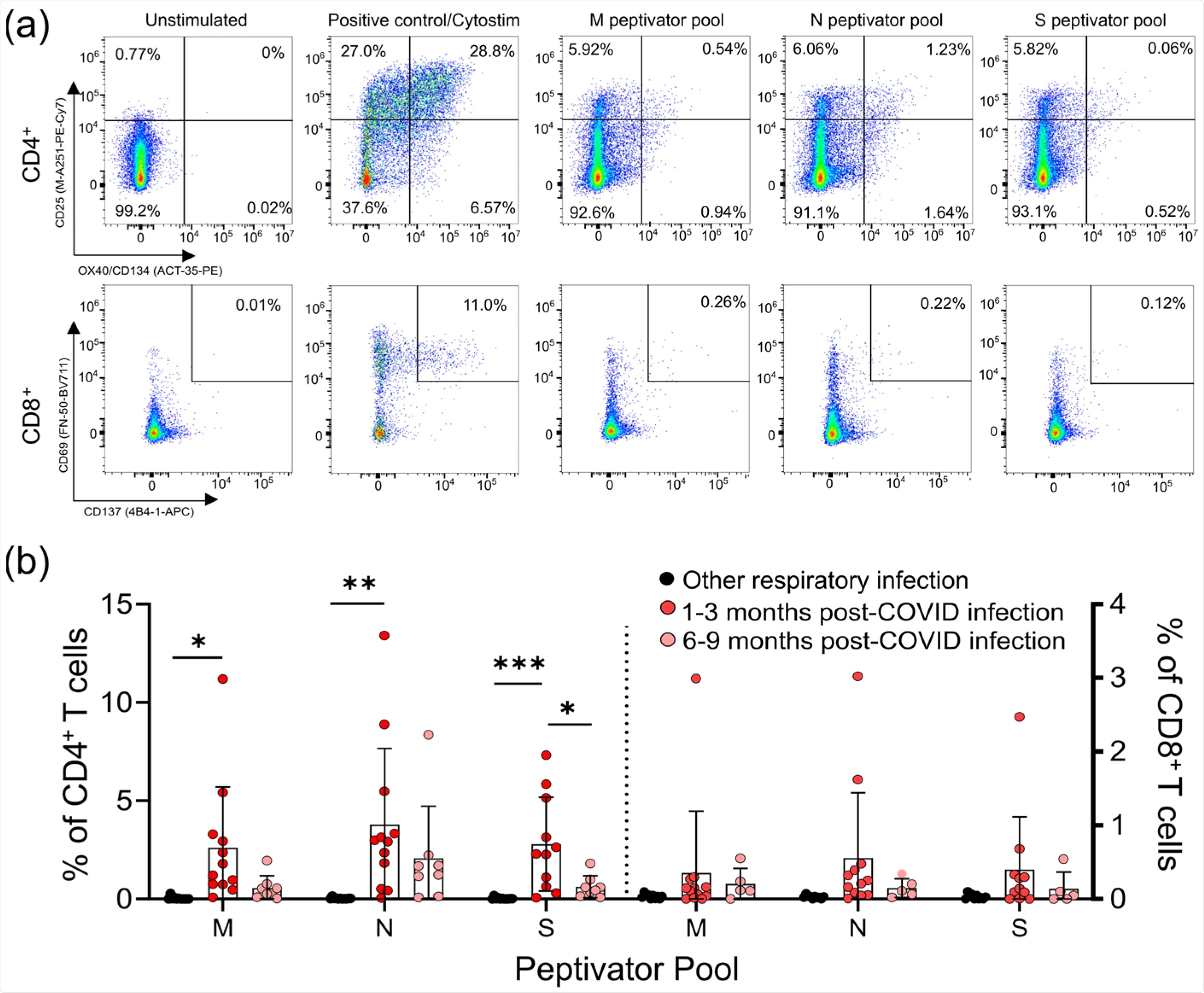हल्के सार्स-सीओवी-2 संक्रमण के बाद एम, एन, और एस पेप्टाइड पूल के लिए सीडी4+ और सीडी8+ टी-सेल प्रतिक्रियाएं।  (ए) एसएआरएस-सीओवी-2-विशिष्ट टी-कोशिकाओं की संख्या को सीडी4+ टी-कोशिकाओं के प्रतिशत के रूप में मापा जाता है, जो सीडी25 और ओएक्स40, या सीडी8+ टी-कोशिकाओं दोनों को व्यक्त करते हैं, जो एस, एम के साथ सक्रियण के बाद सीडी69 और सीडी137 दोनों को व्यक्त करते हैं। , या एन पेप्टाइड पूल संक्रमण के 1-3 महीने और 6-9 महीने बाद।  पॉलीक्लोनल एक्टीवेटर साइटोस्टिम का उपयोग सकारात्मक नियंत्रण के रूप में किया जाता है।  (बी) सभी COVID-19 सेरोपोसिटिव प्रतिभागियों में सेरोनगेटिव की तुलना में हल्के COVID-19 संक्रमण के 1-3 महीने बाद M, N, या S एंटीजन में से कम से कम एक के जवाब में CD25 + OX40 + CD4 + T-कोशिकाओं में वृद्धि हुई थी। अन्य हल्के श्वसन संक्रमणों से उबरने वाले व्यक्ति।  प्रत्येक प्रतिभागी को एक एकल डेटा बिंदु द्वारा इंगित किया जाता है: अन्य श्वसन संक्रमण n = 11;  1-3 महीने बाद COVID-19 संक्रमण n = 11;  COVID-19 संक्रमण के 6-9 महीने बाद n = 8. वेल्च के वन-वे एनोवा और गेम्स-हॉवेल पोस्ट-हॉक टेस्ट का उपयोग करके कई समूह तुलनाओं का परीक्षण किया गया;  बार माध्य ± मानक विचलन का प्रतिनिधित्व करते हैं।  * पी <0.05;  ** पी <0.01;  *** पी <0.001।