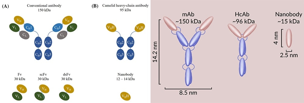 Different structure of antibodies: mAb, HcAb (heavy chain antibody), and Nanobody.
